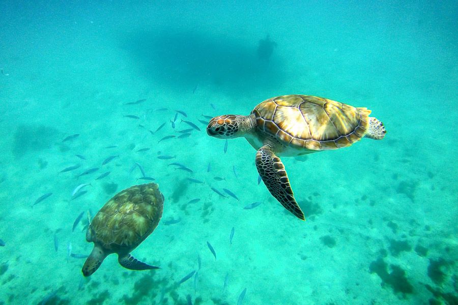 Langford Reef
