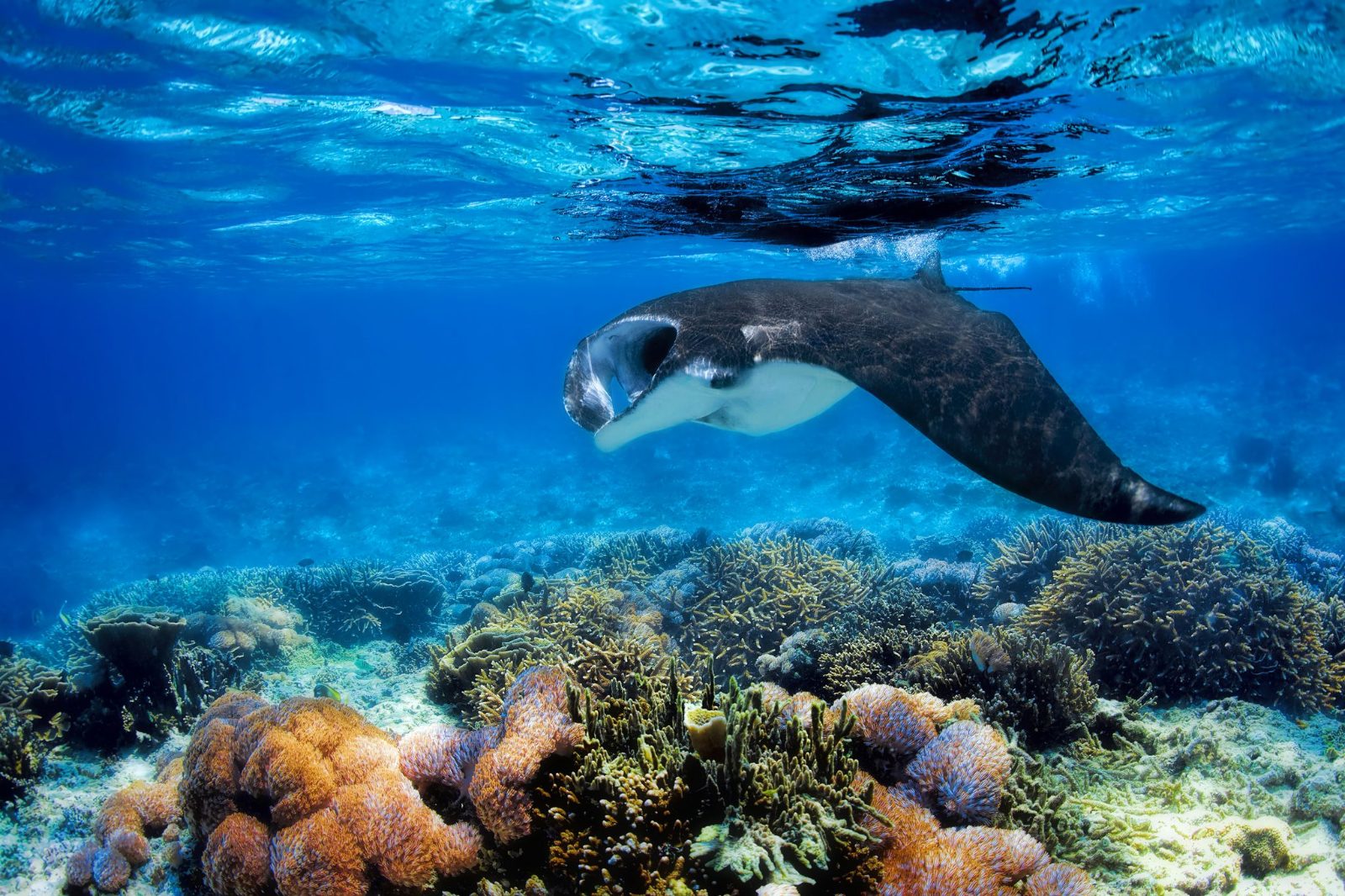 Manta Ray Bay