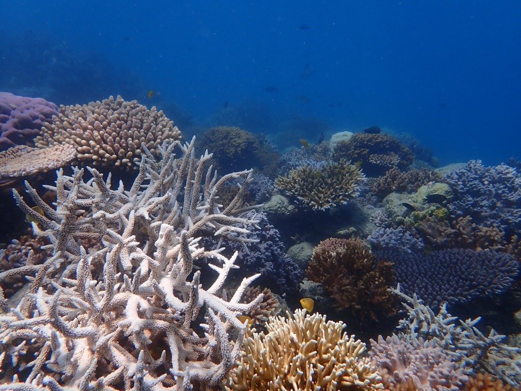 Butterfly Bay