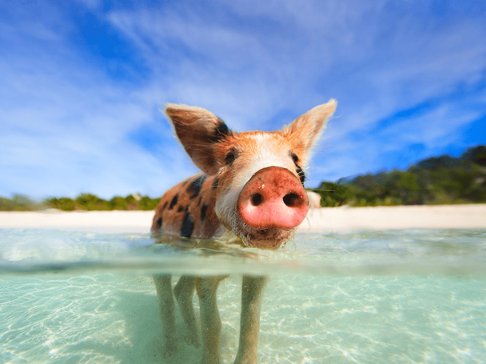 Pig Beach Bahamas Tour From Nassau