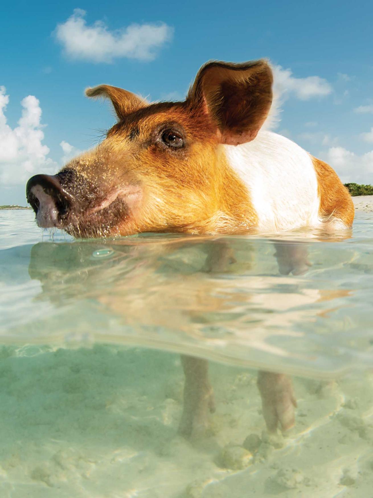 Swimmer's Perspective