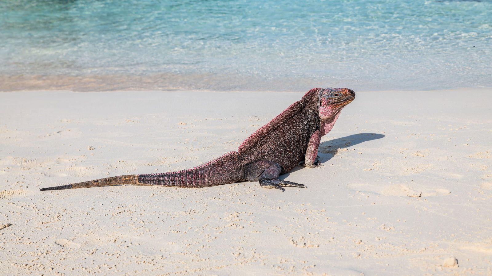 Nearby Iguana Cays