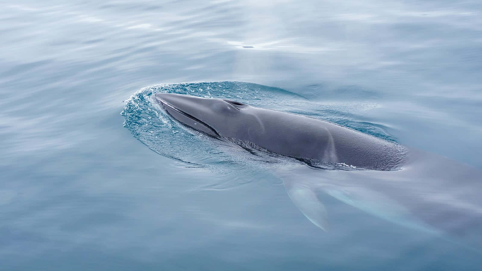Minke Whales