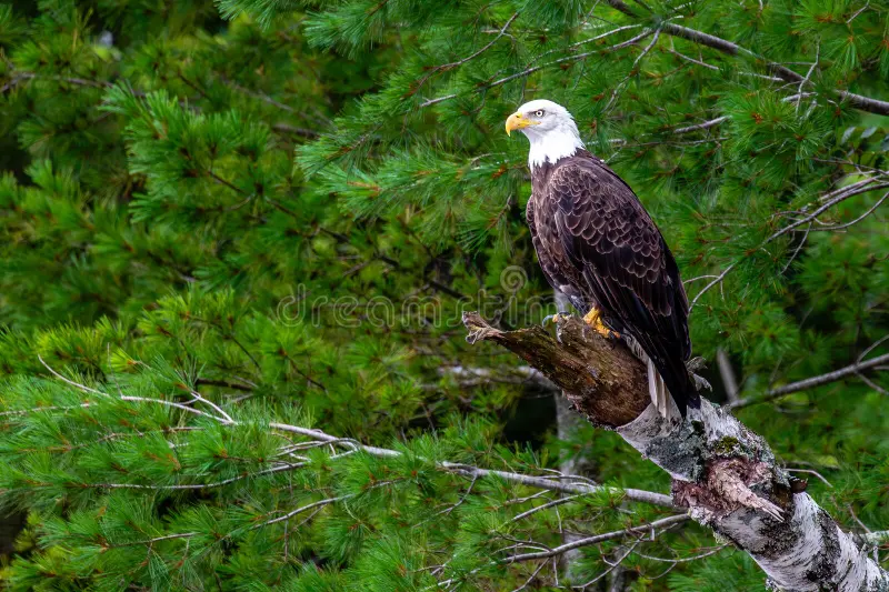 Bald Eagles
