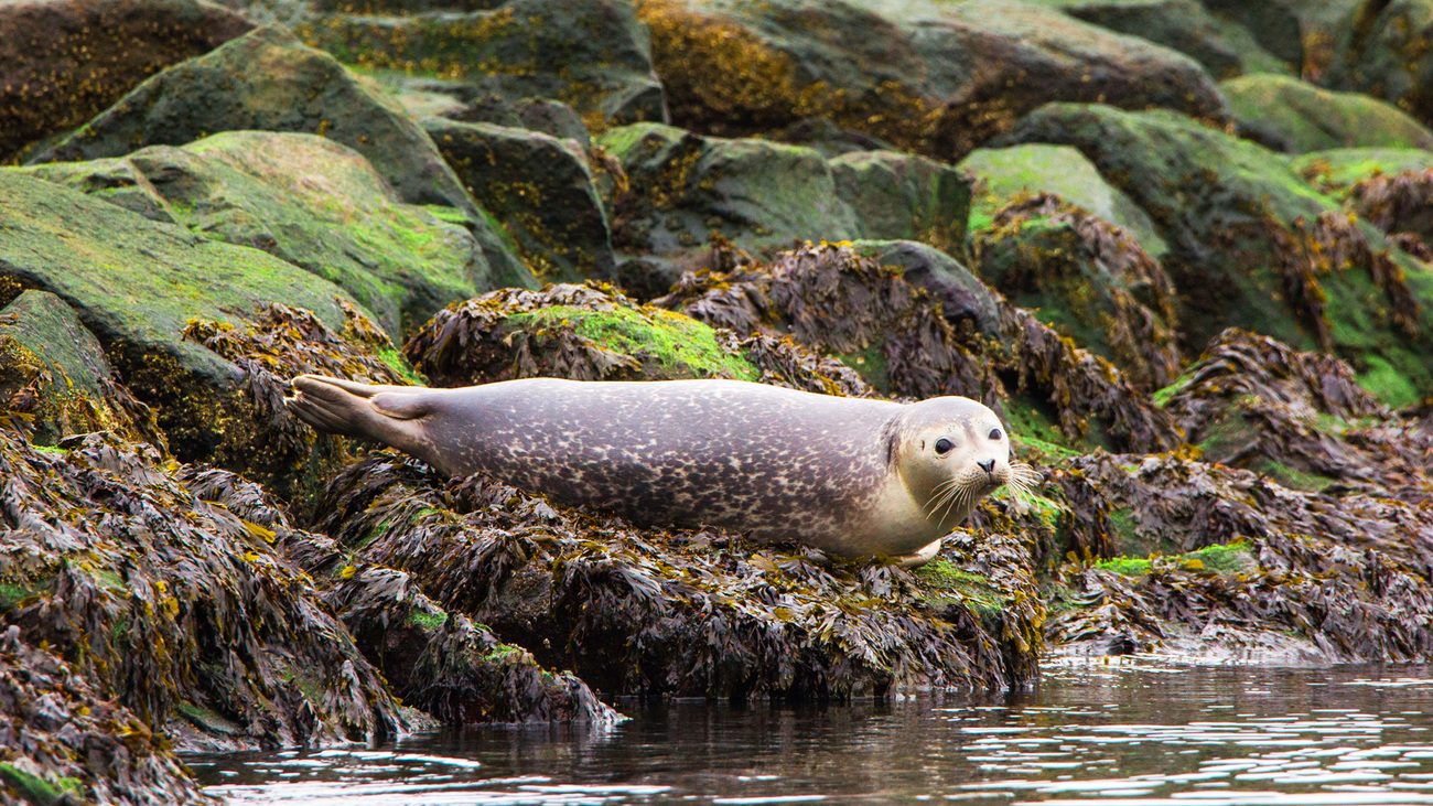 Harbor Seals and Sea Lions