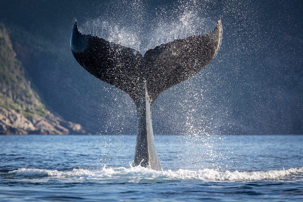 Humpback Whales