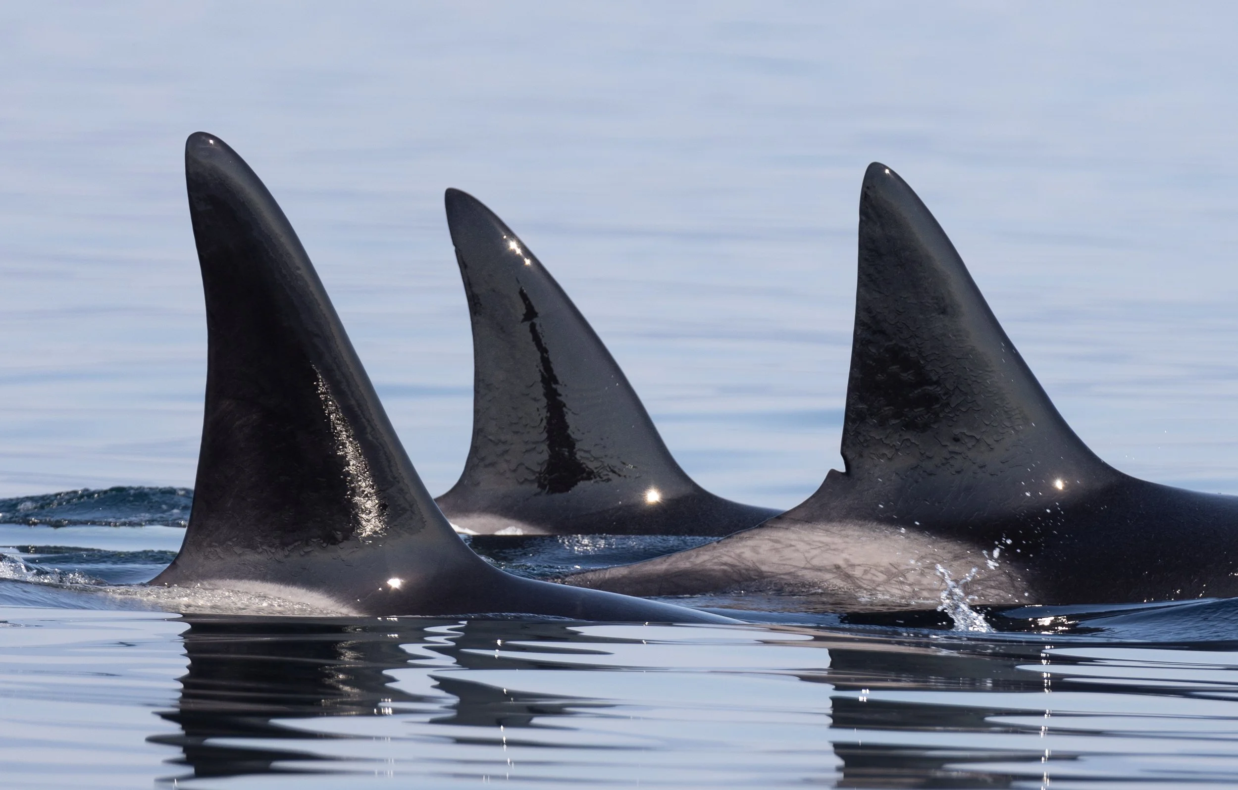 Bigg's Killer Whales