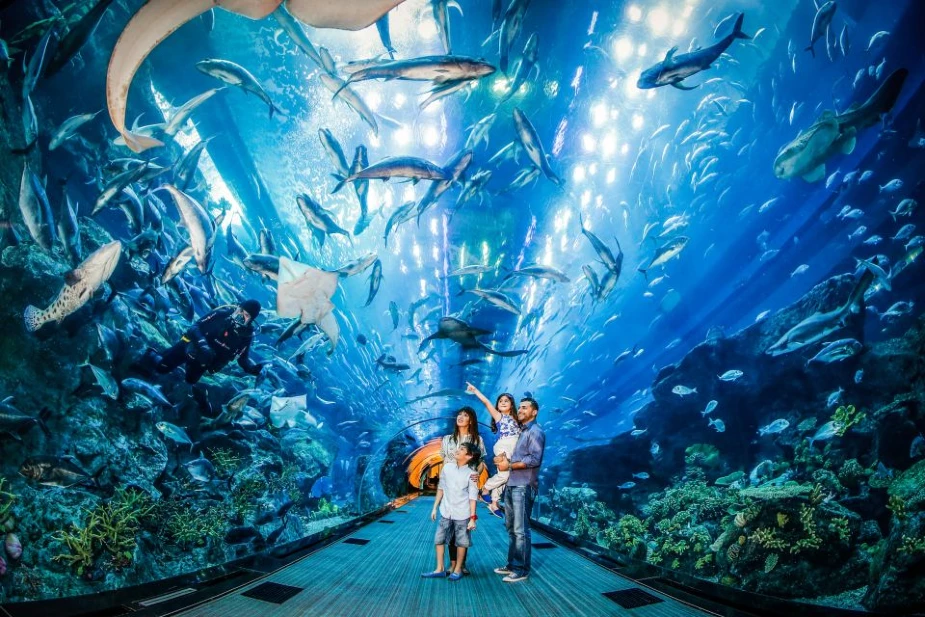 Shark Encounter