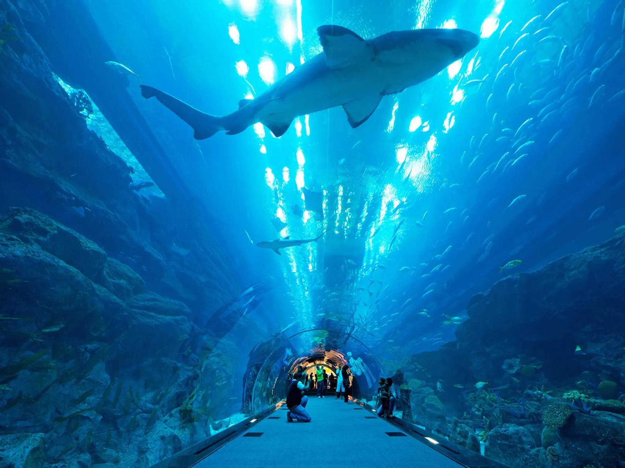 Undersea Tunnel Glass