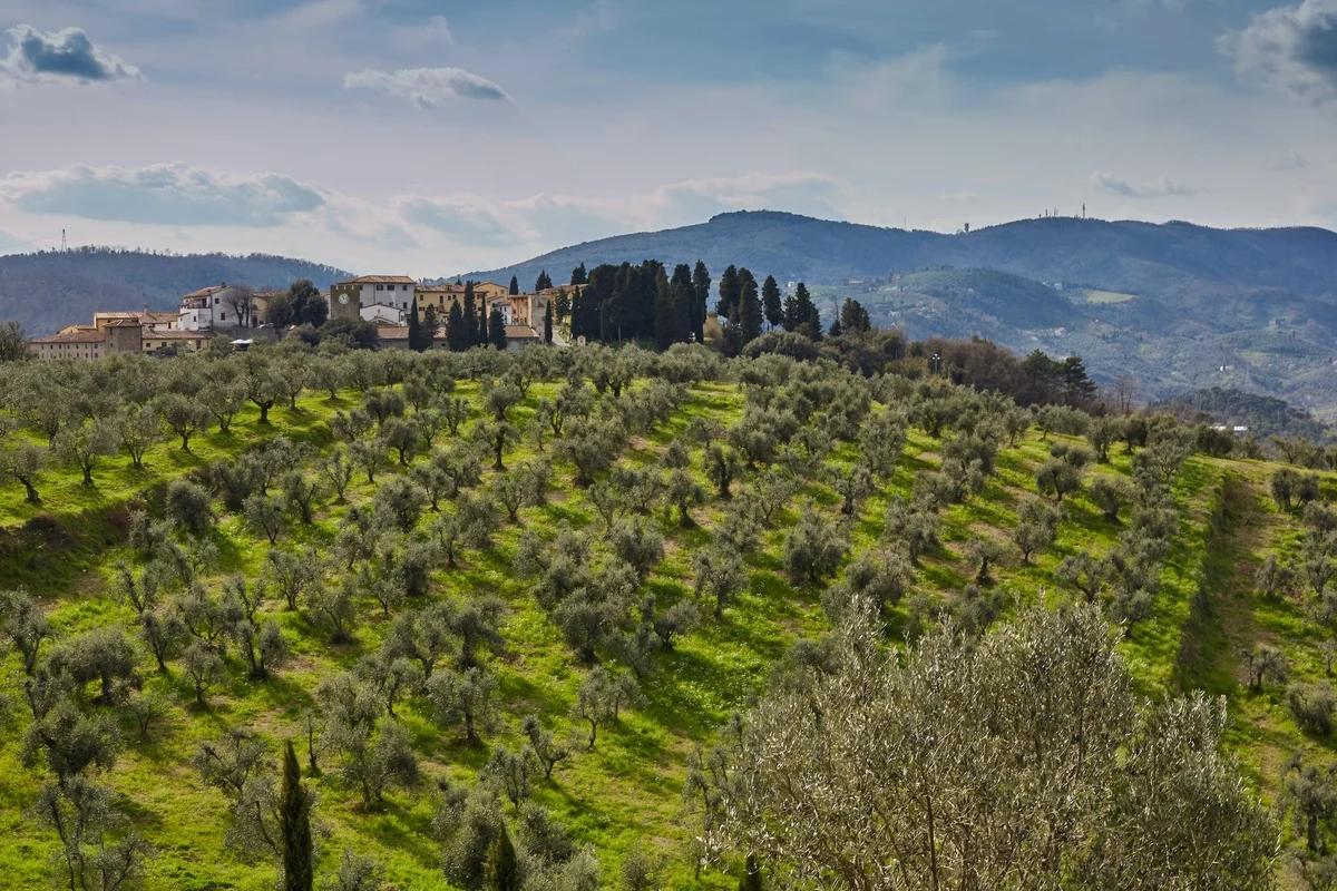 Tuscan Olive Groves