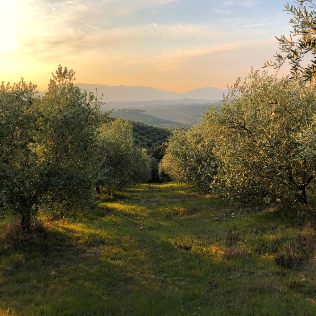 Olive Groves