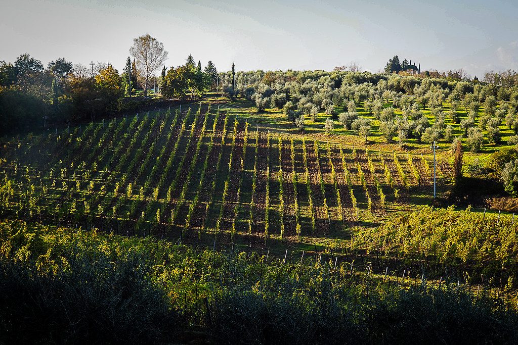 Vineyard Row Perspective