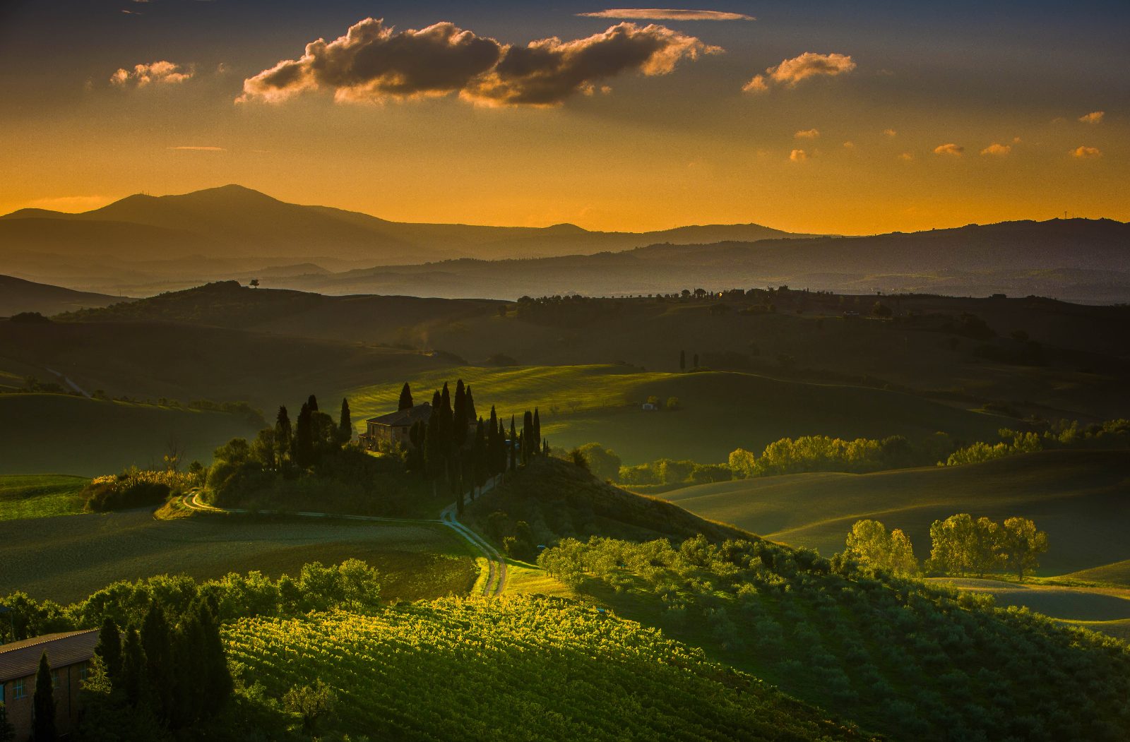 Vineyard Tour