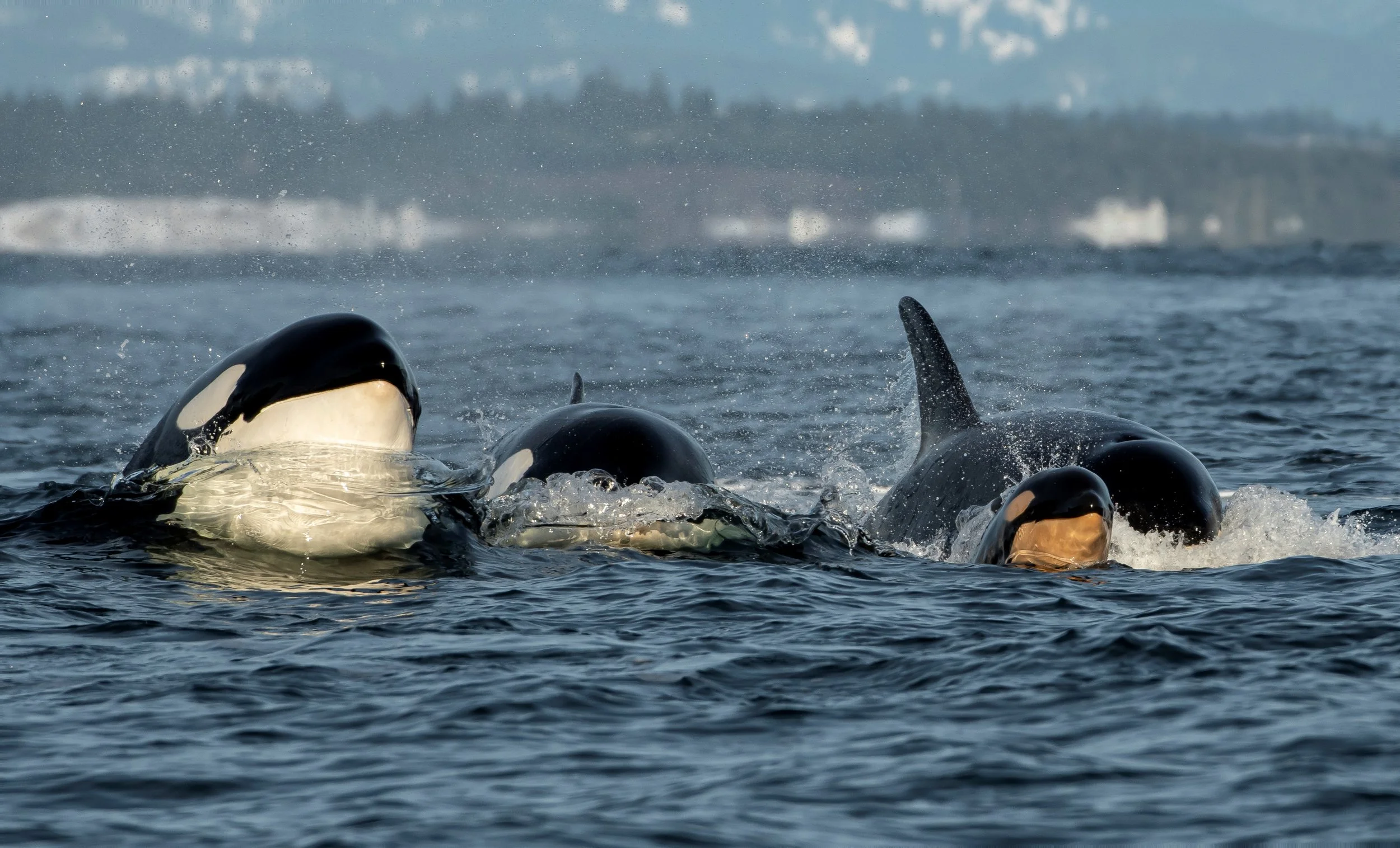 Salish Sea Navigation