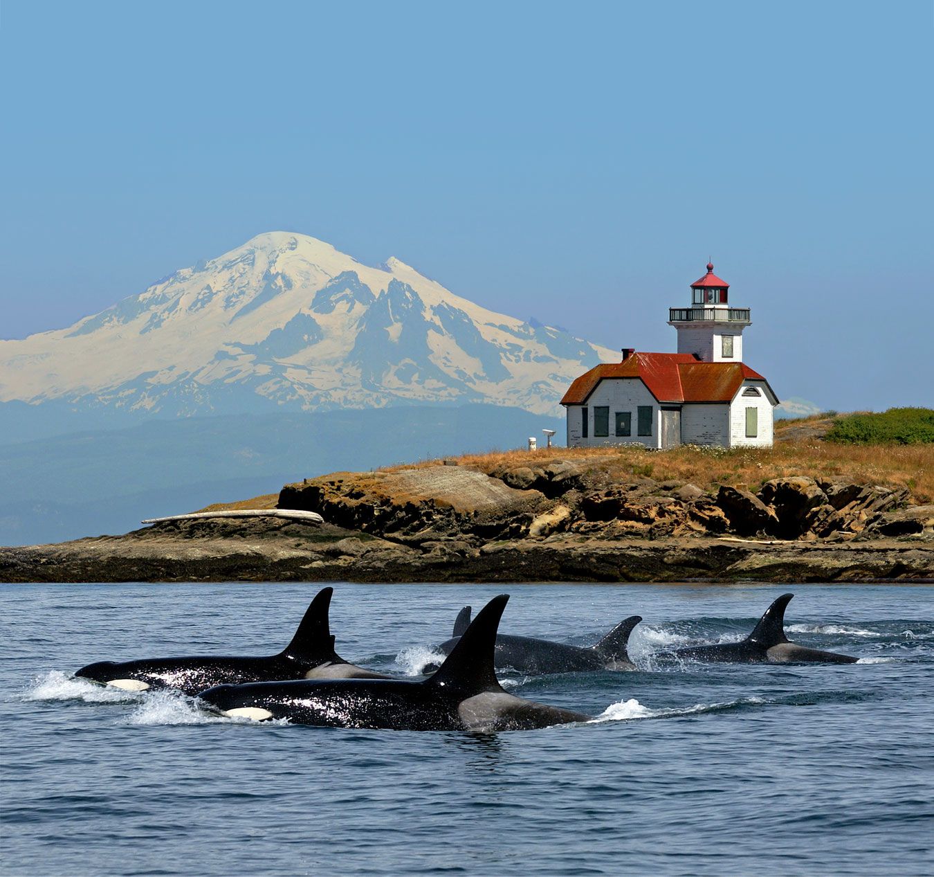 Whale Spotting