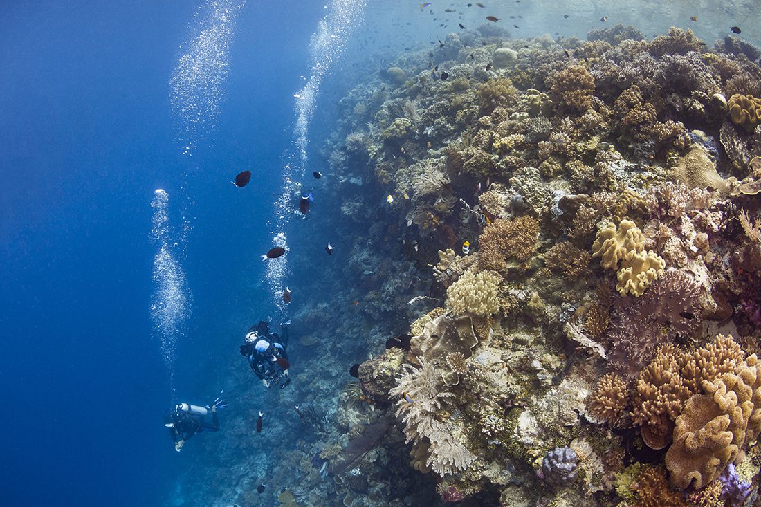 Port Douglas Dive Tours