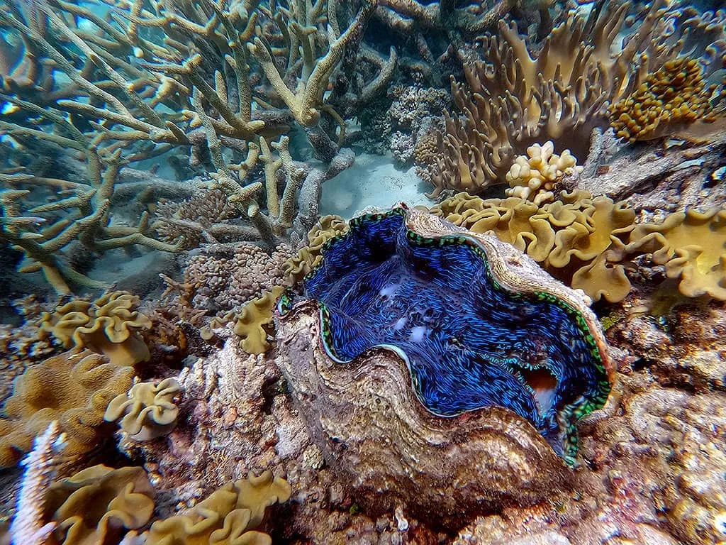 Opal Reef