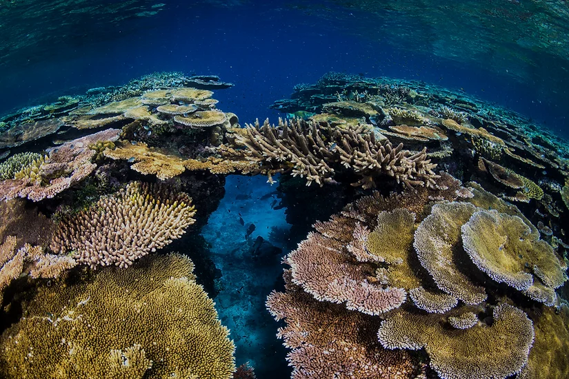 Tongue Reef