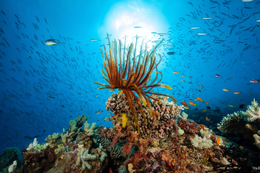 St. Crispin's Reef