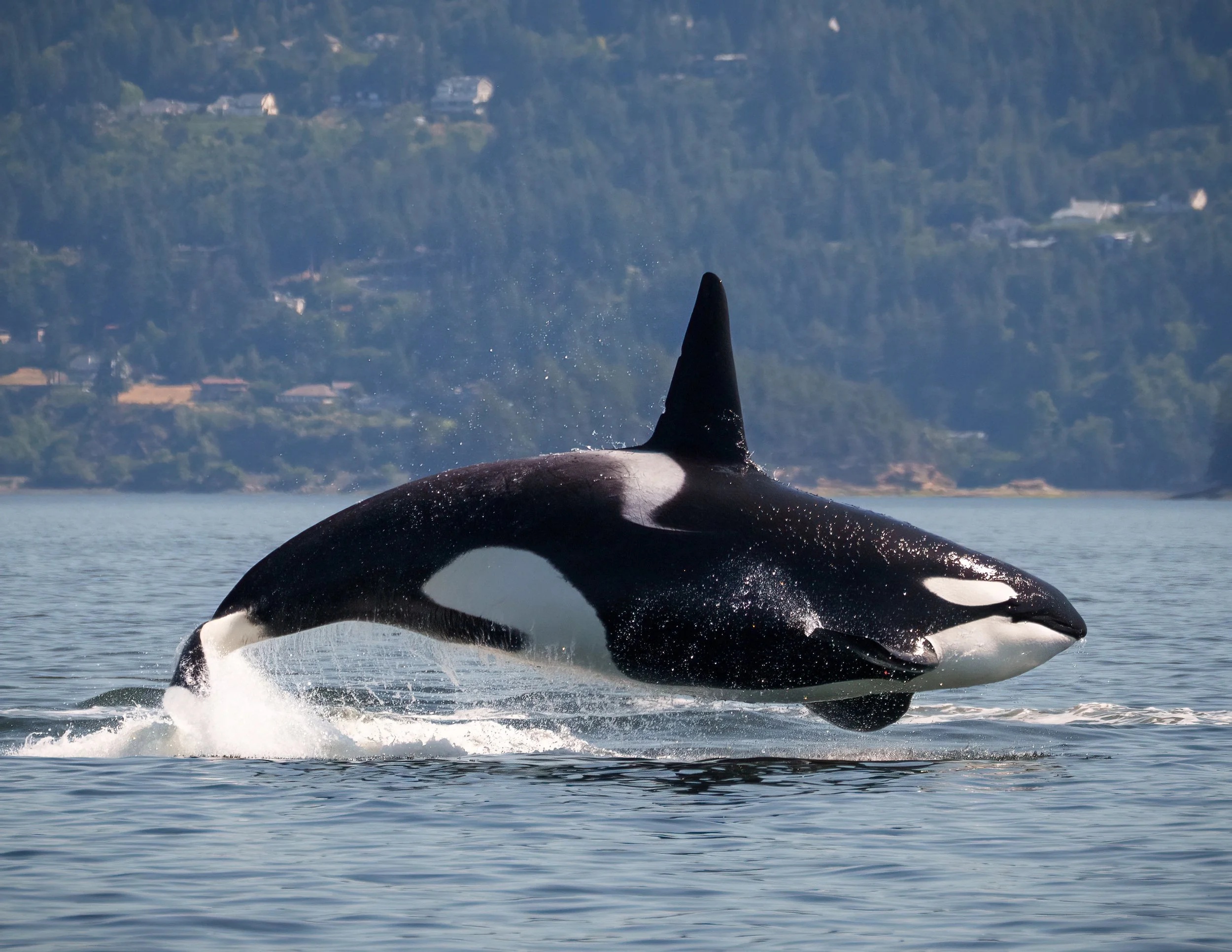 Wildlife and Whale Viewing