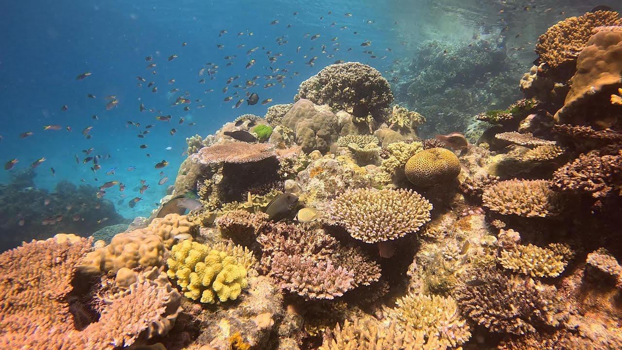 Opal Reef