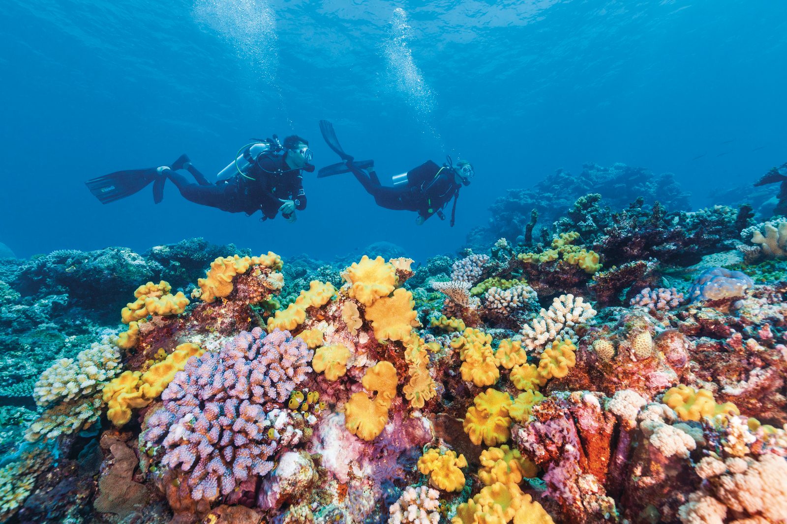 Agincourt Reef