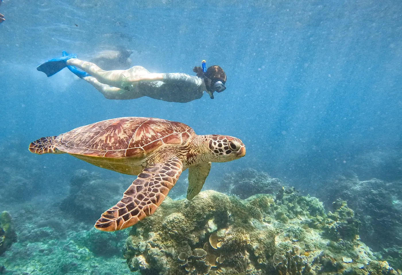 Snorkeling Cairns Outer Reef