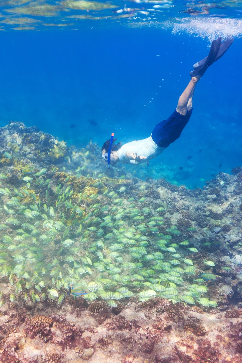 Cairns Snorkeling Tour Half Day