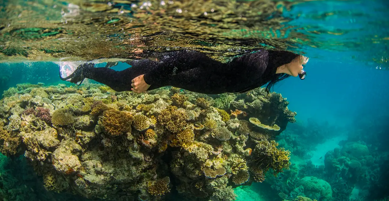 Cairns Outer Reef Snorkeling Tours
