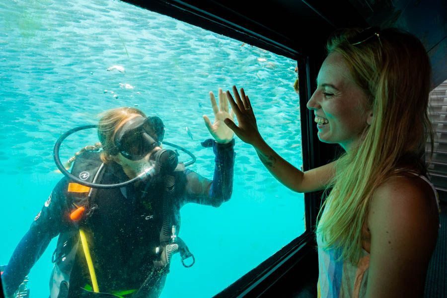 Marine Life Viewing Window