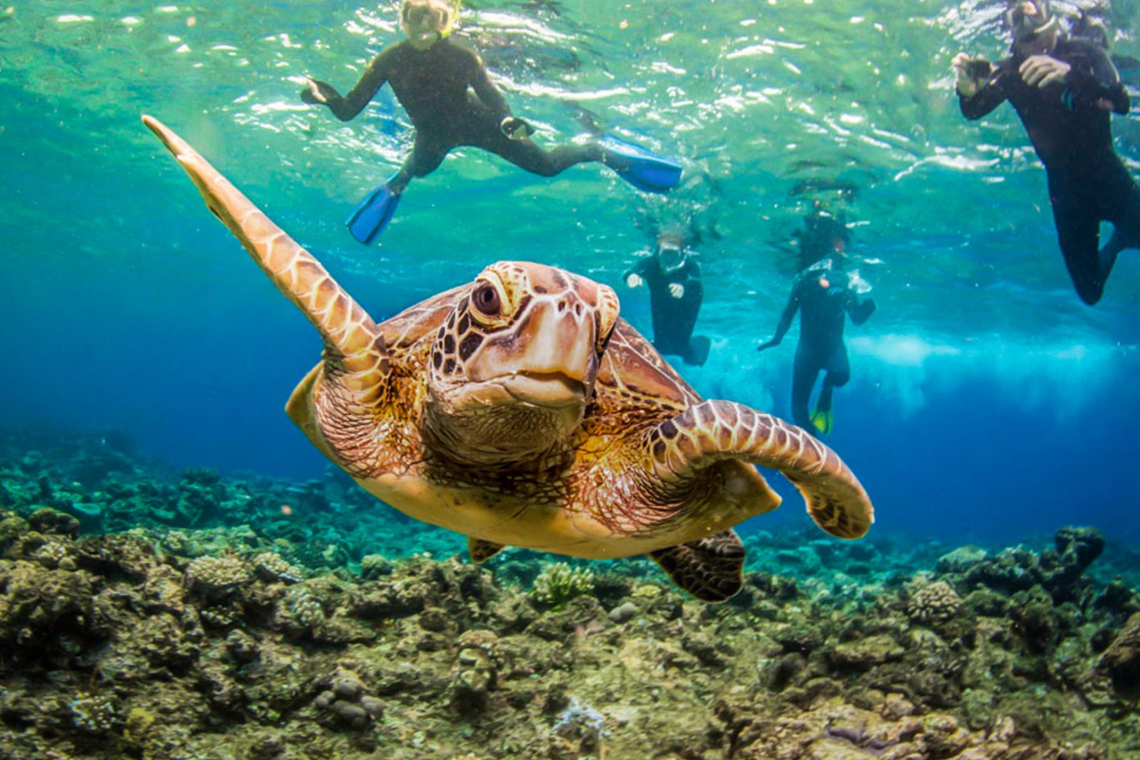 Cairns Best Snorkeling Tours