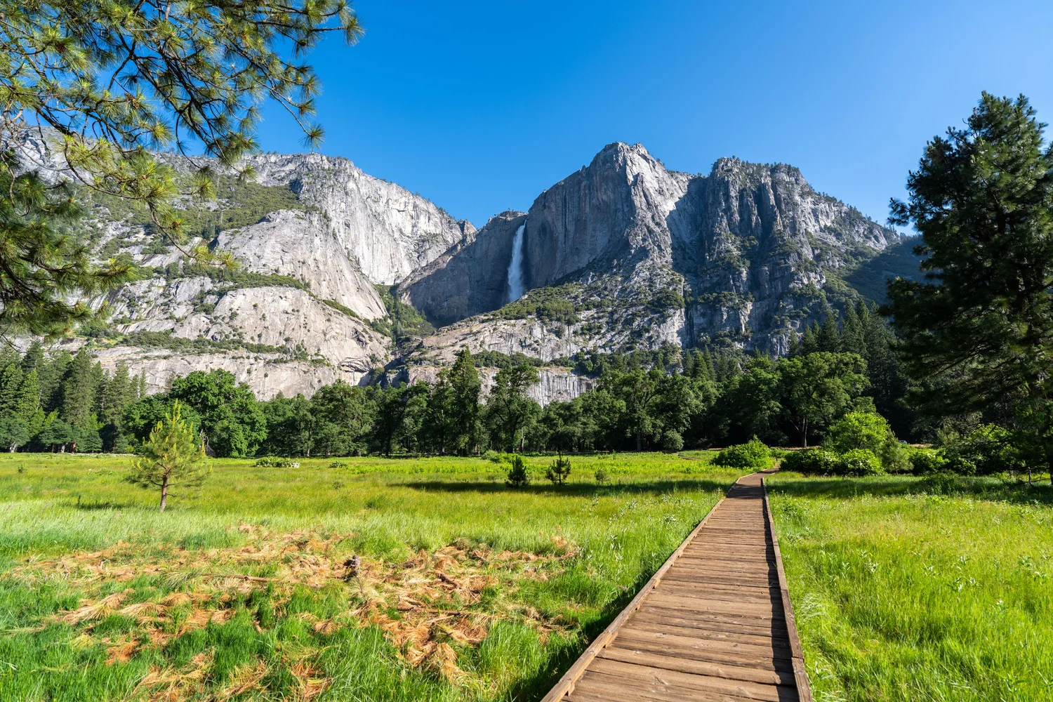 Cook's Meadow