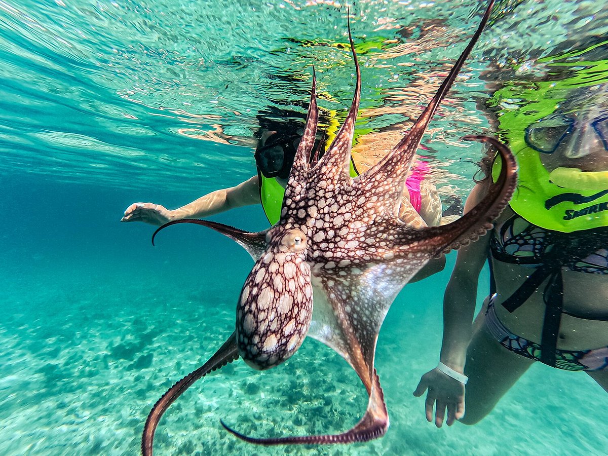Malmok Reef