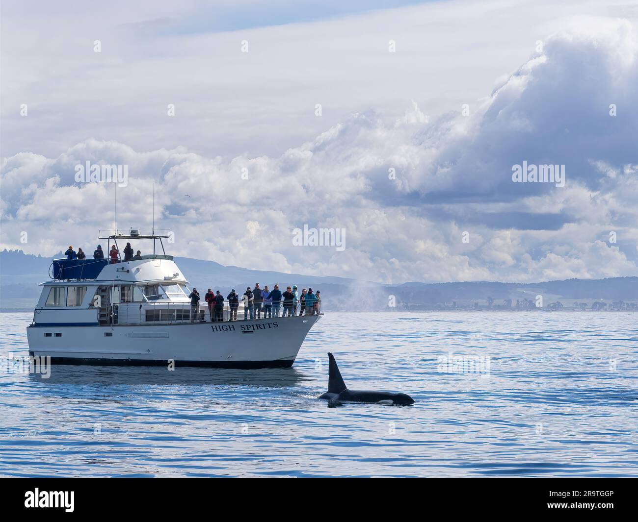 Whale Watching Anacortes Prices