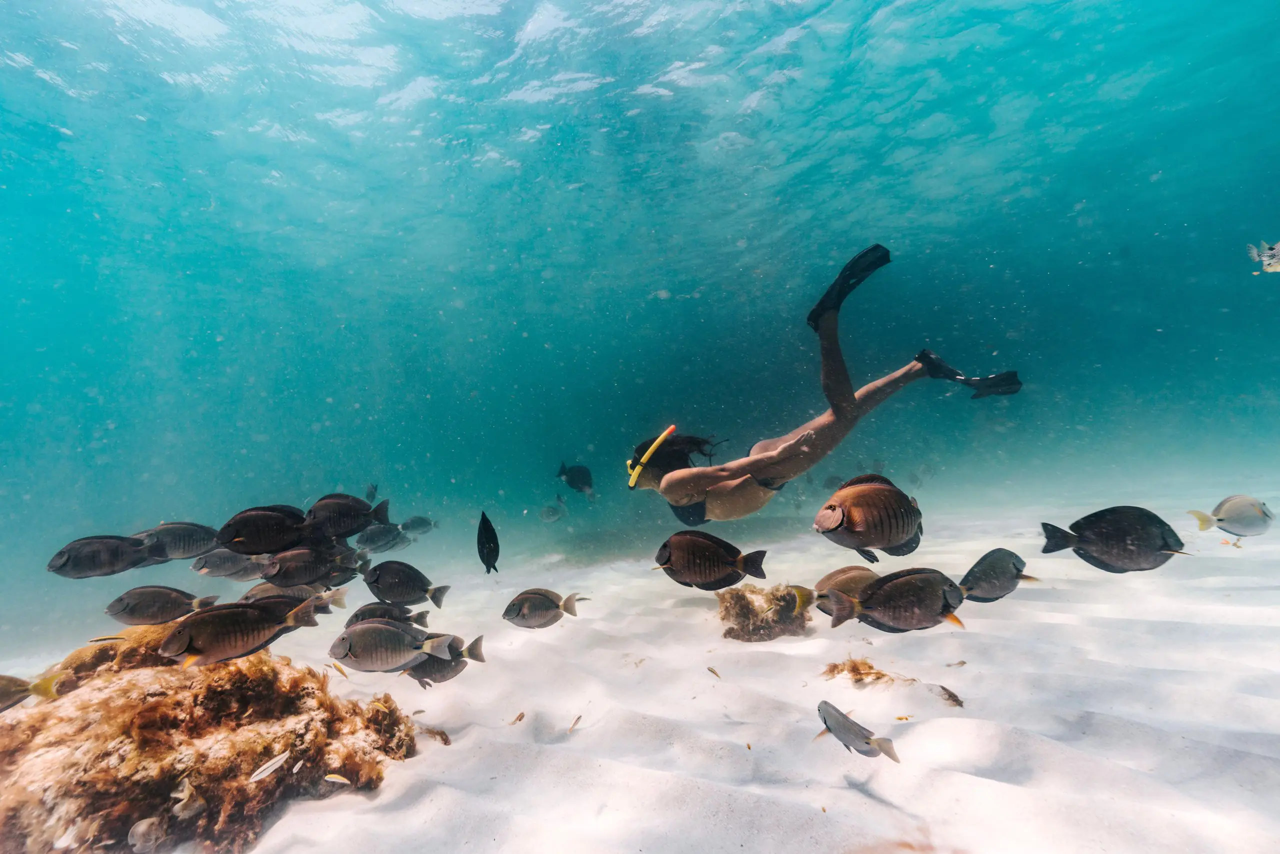 Snorkeling Reefs