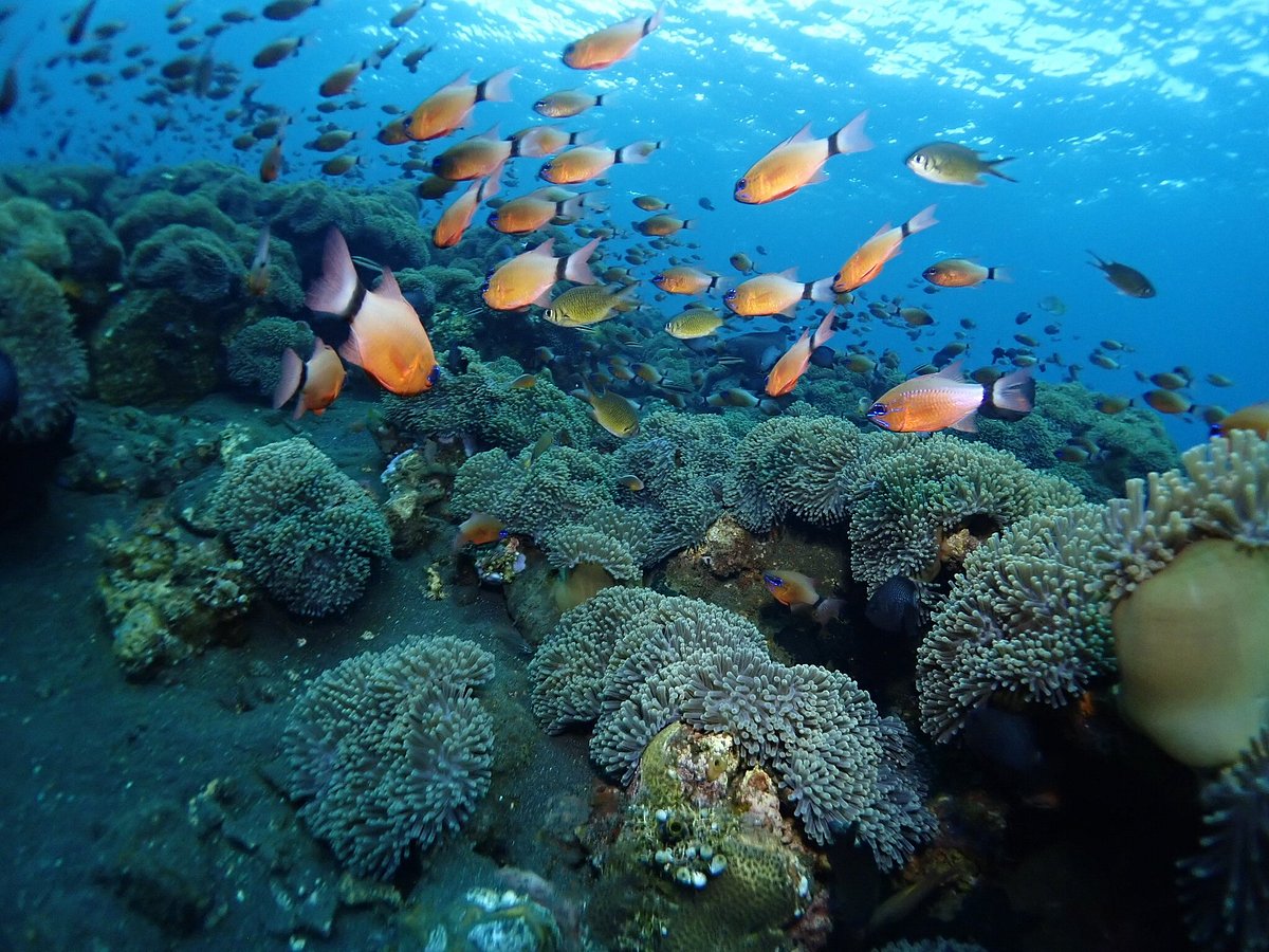 Coral Garden Reef