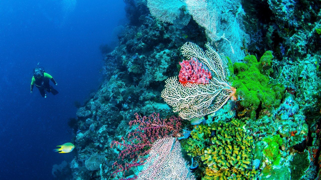 Menjangan Island Wall