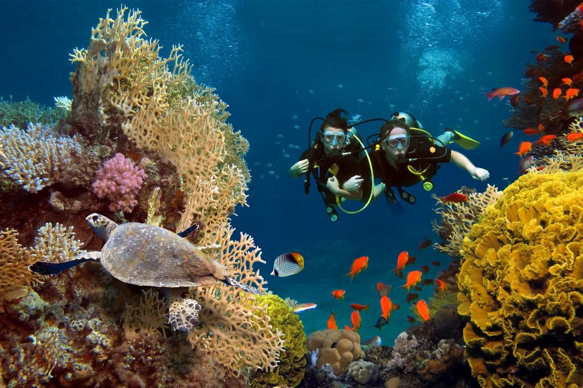 Amed Coral Gardens