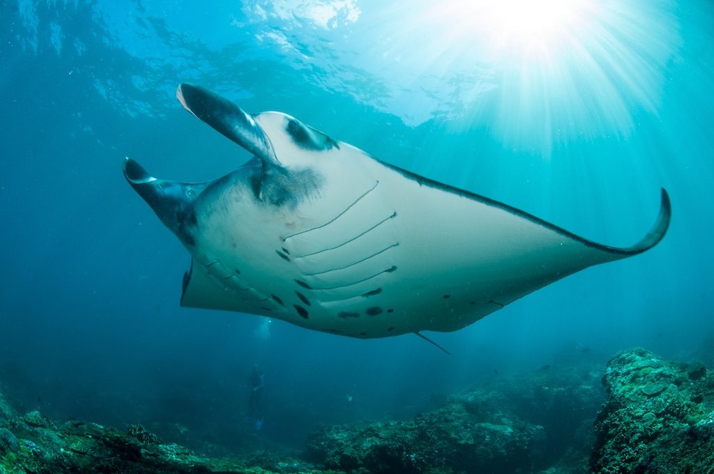 Manta Point