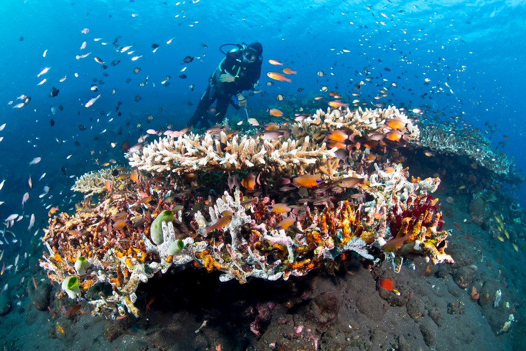 Coral Garden