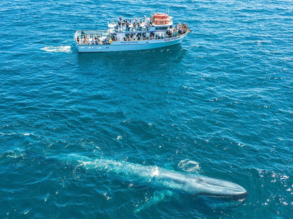 Ocean Search and Marine Spotting