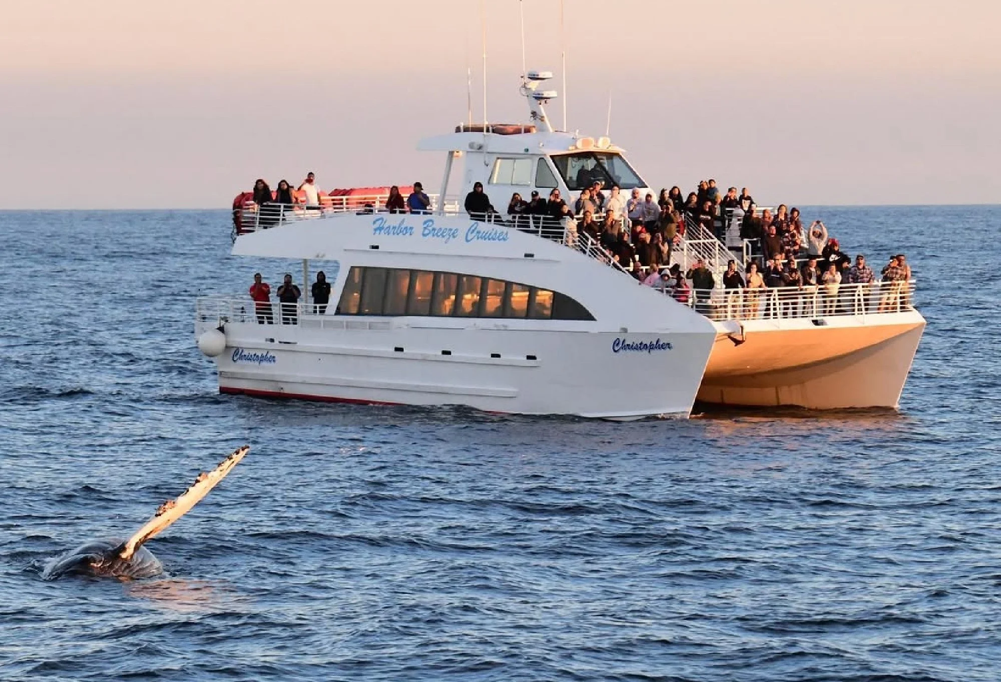 Newport Beach Whale Watching Tickets