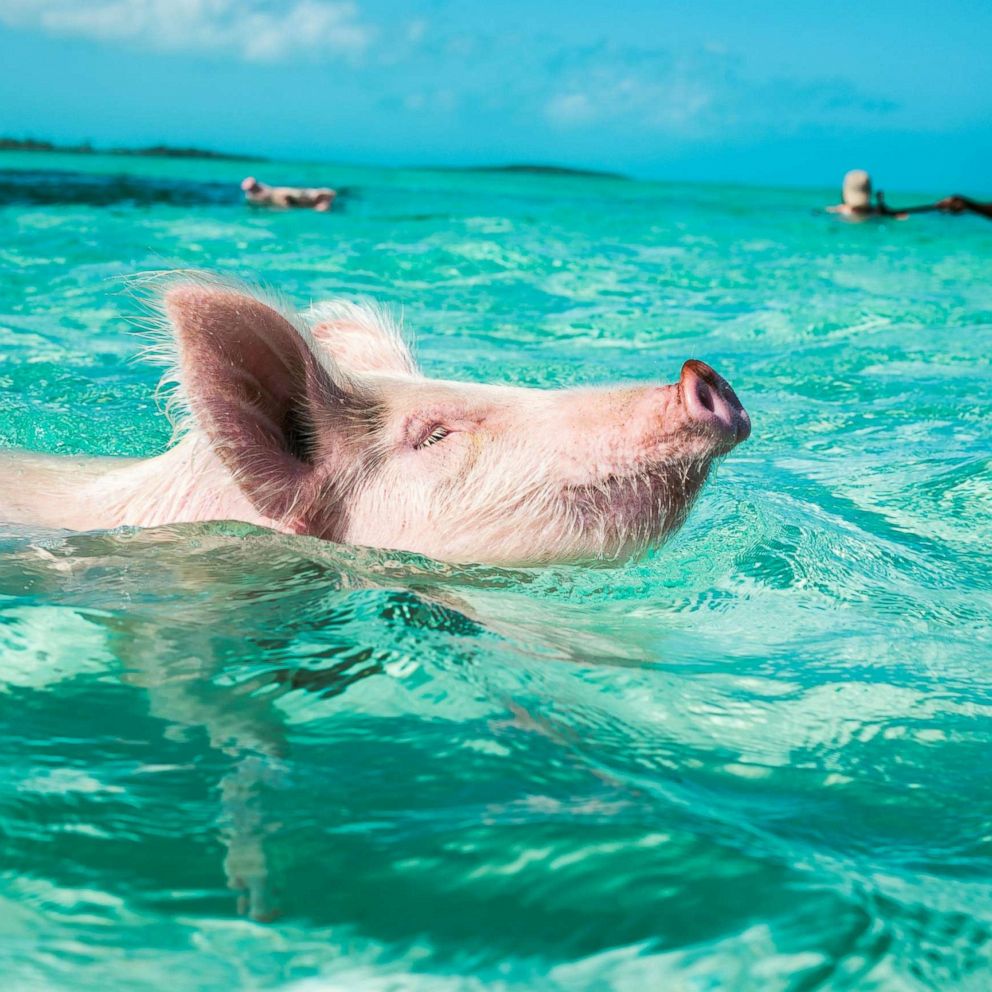 The White Sand Bar