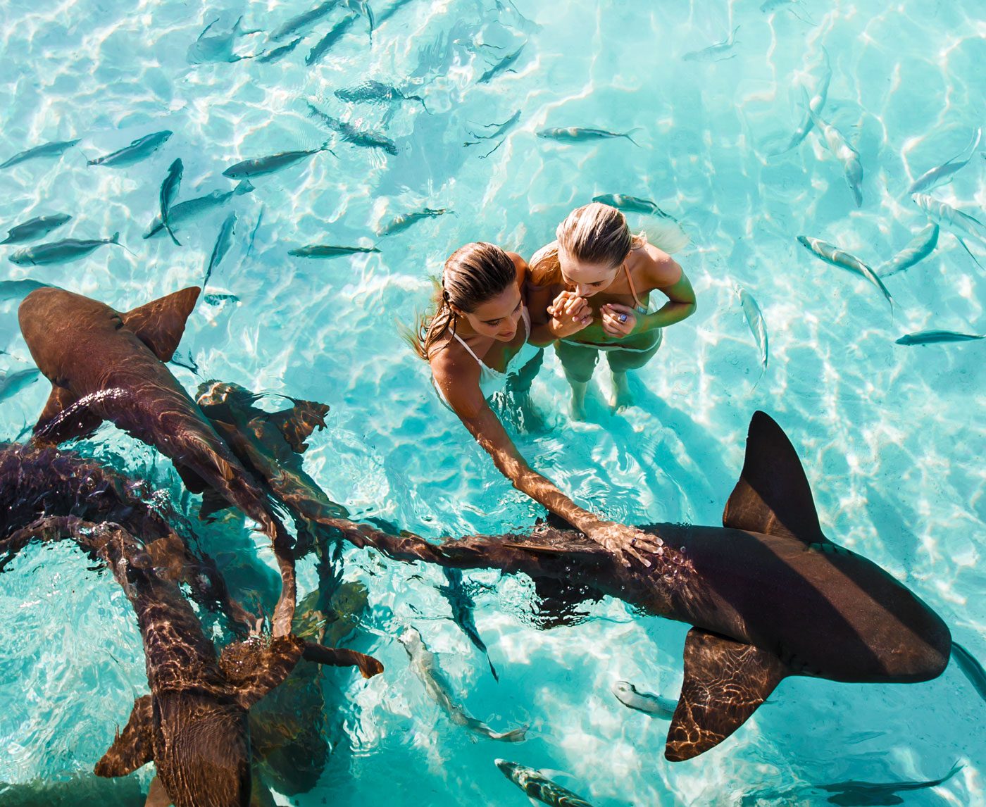 Nurse Shark Dock