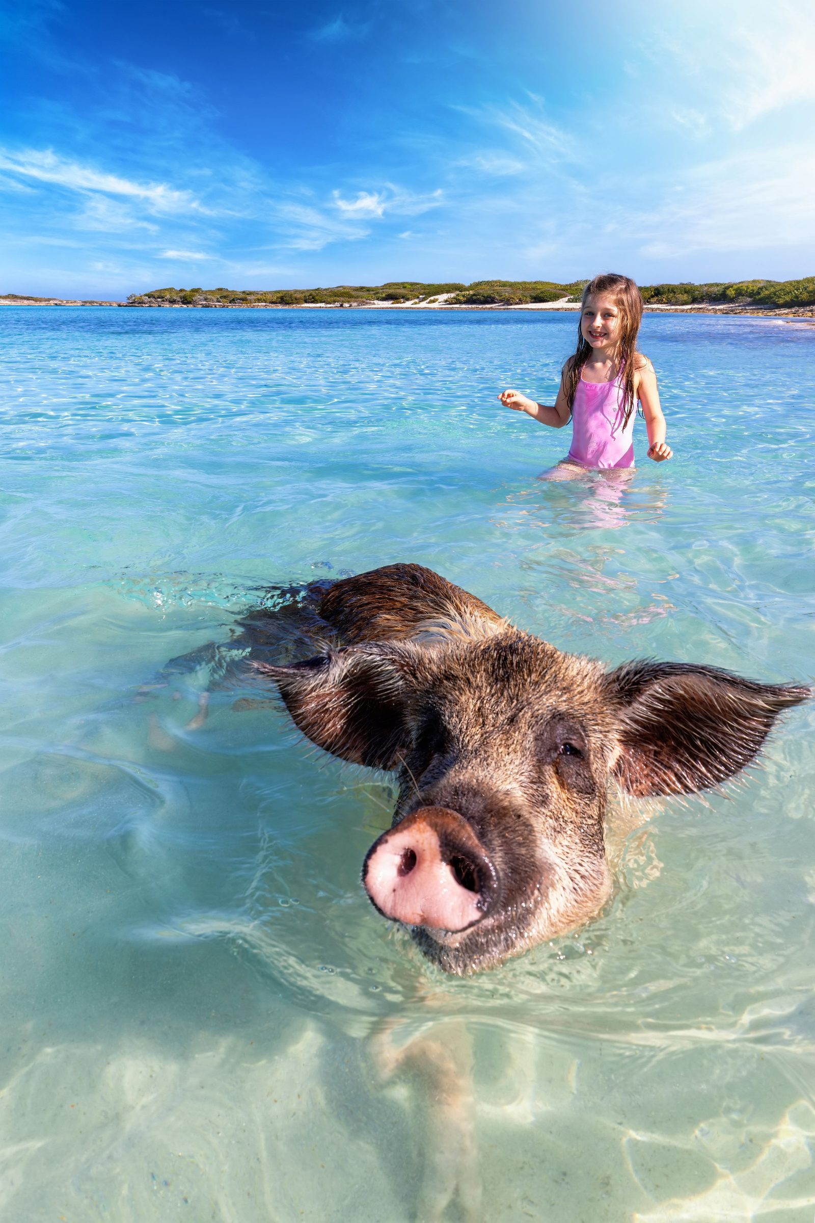 Exuma Pig Beach Tour From Nassau