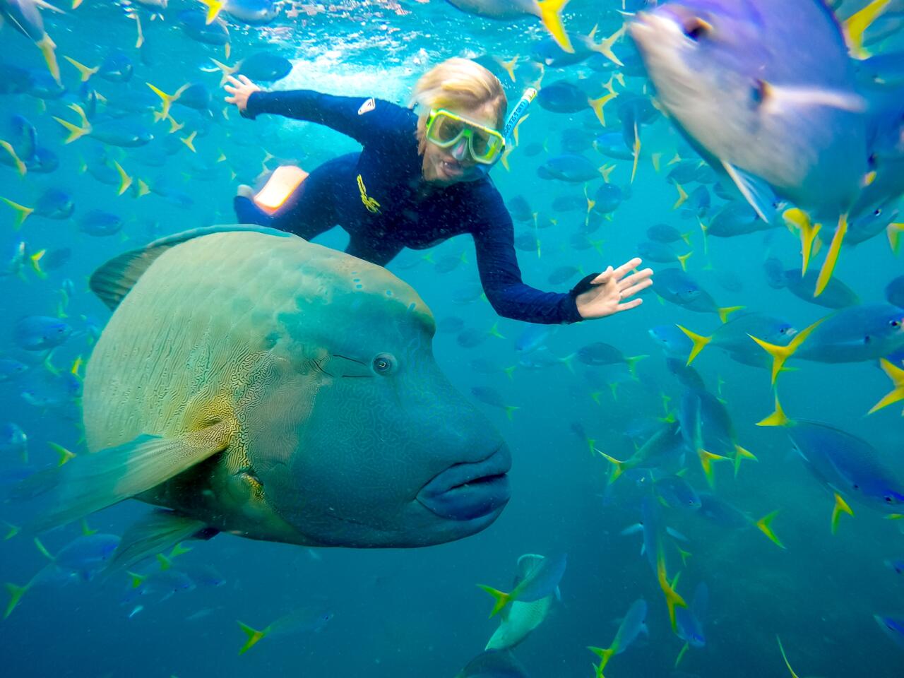 Airlie Beach Snorkeling Half Day