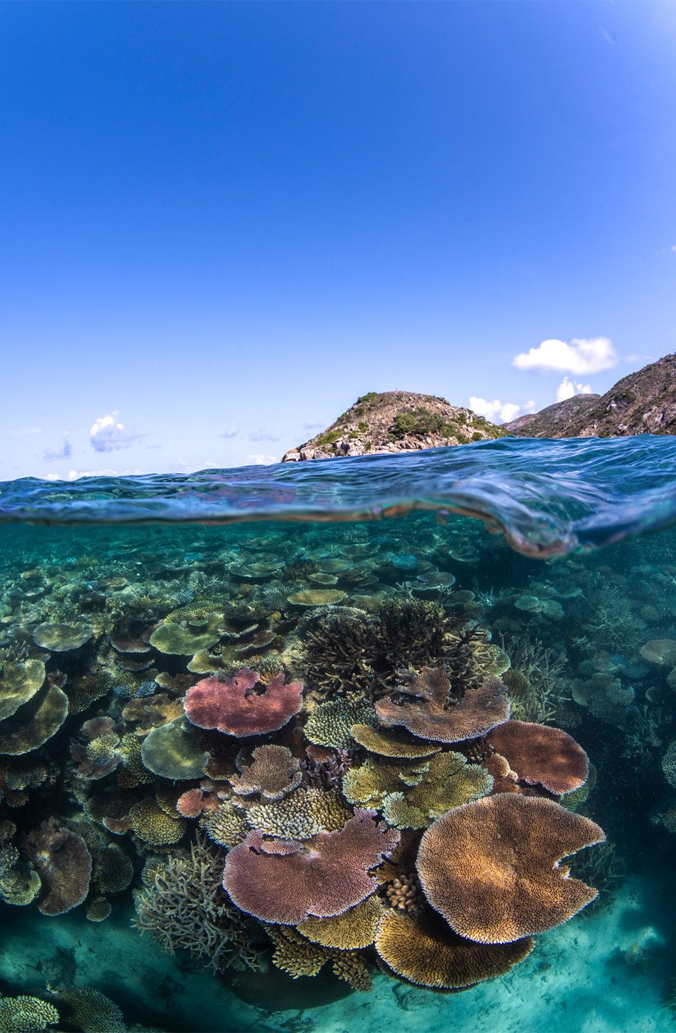 Lizard Island fringing reef