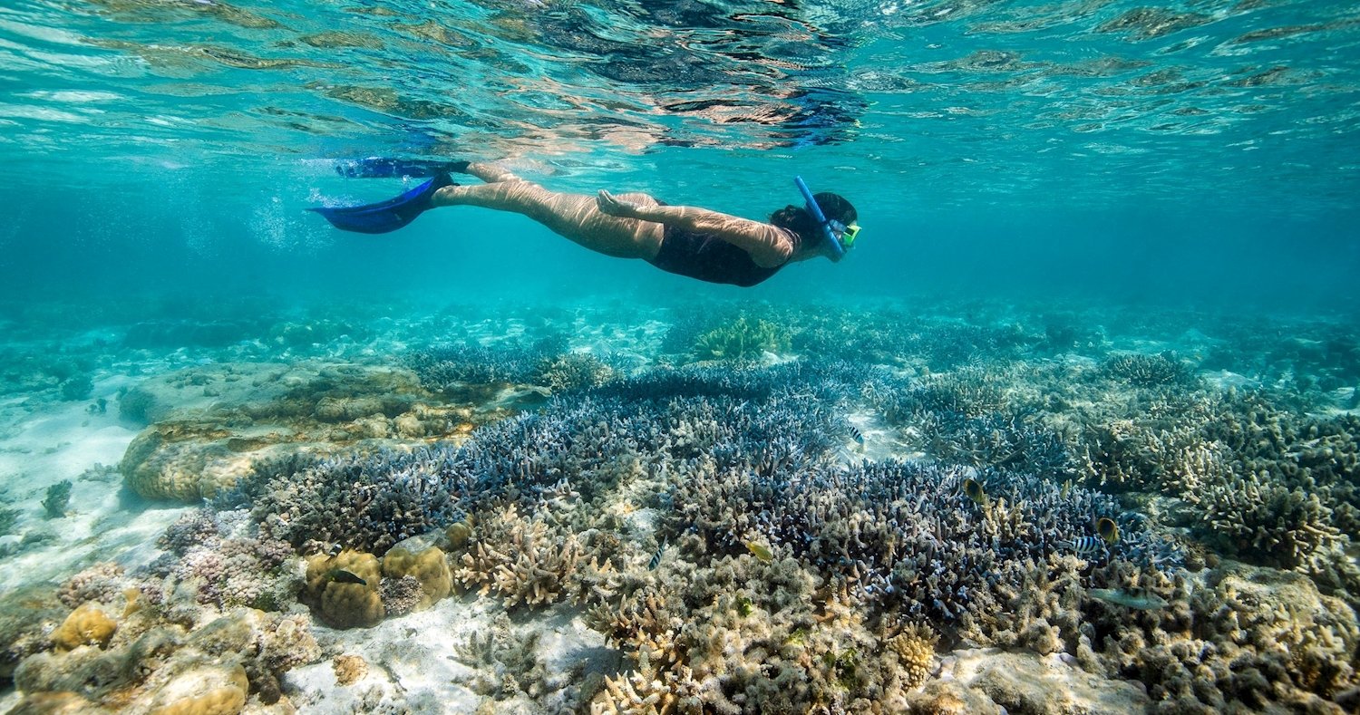 Hook Island Coral Gardens