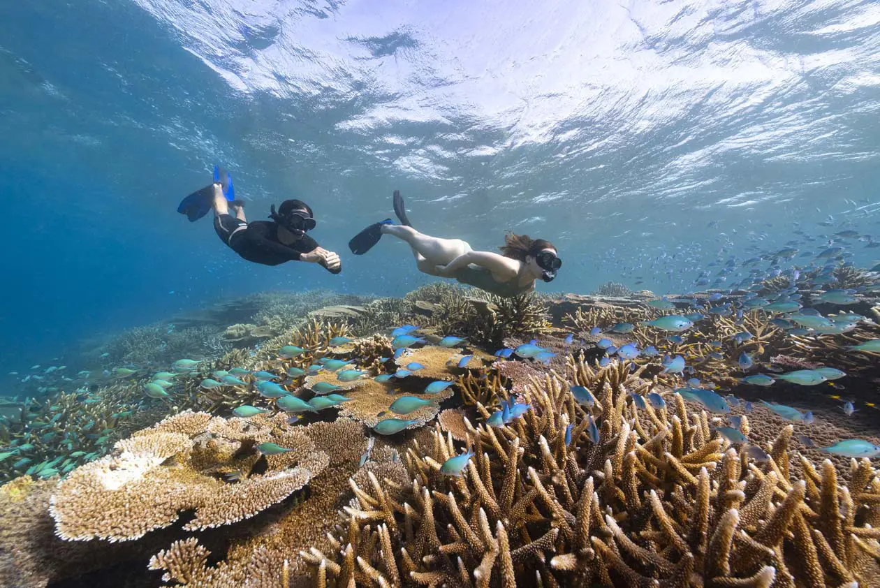 Airlie Beach Snorkeling Great Barrier Reef