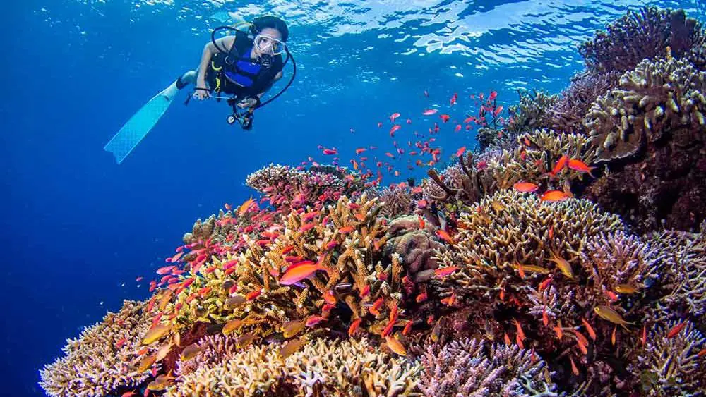 Airlie Beach Diving Tours